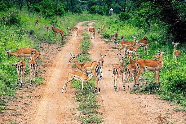3 Days Akagera Wildlife Safari 