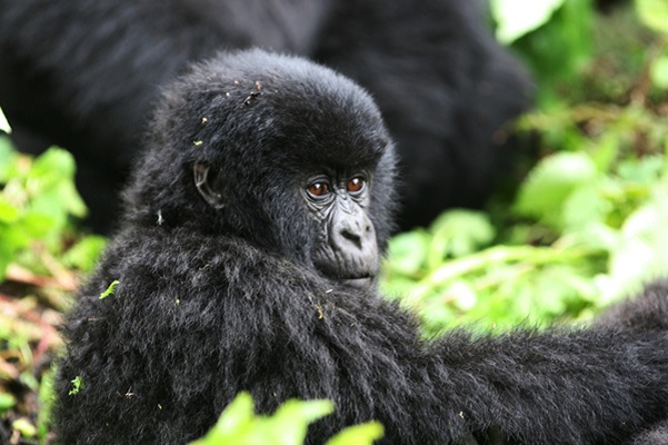 3 Days Rwanda Special Gorilla Safari