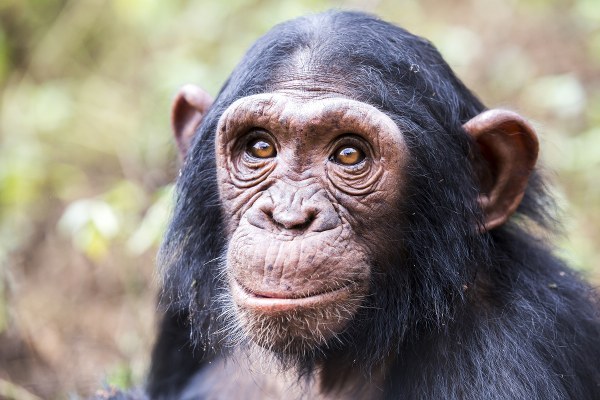 7 Days Rwanda Gorillas & Primates Safari