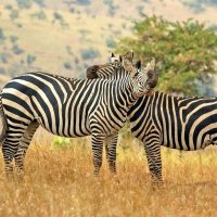 rwanda zebra