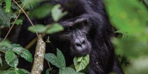 1 Day Rwanda Gorilla Trekking