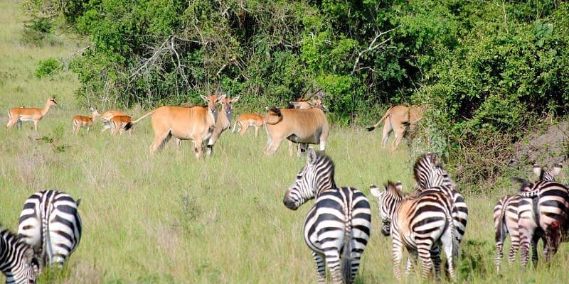 8 Days Rwanda Wildlife Safari