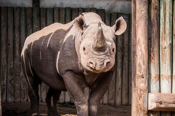 The Return of Black Rhinos to Akagera National Park