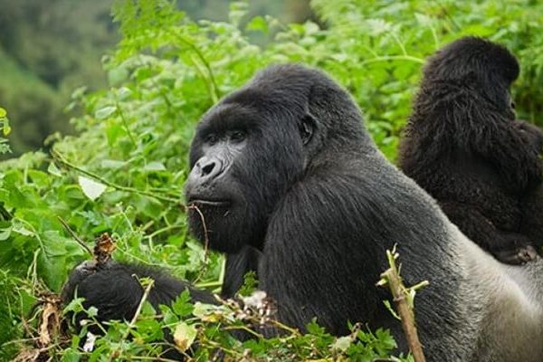 facts about Mountain gorillas