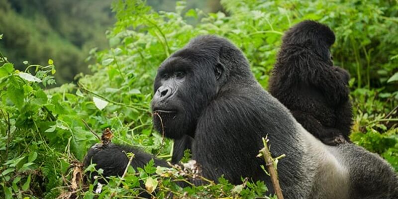 facts about Mountain gorillas