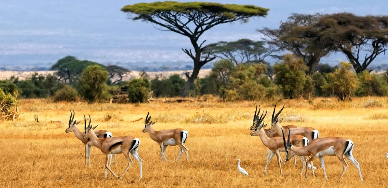 Rwanda Wildlife tours